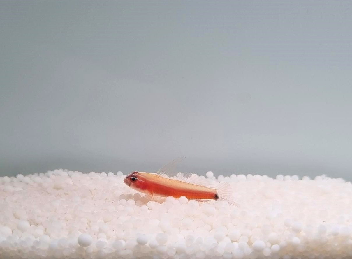 Eviota nigriventris - Redbelly dwarfgoby