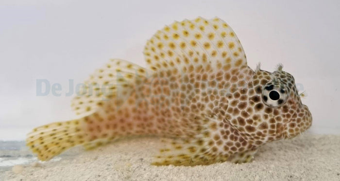 Exallias brevis - Leopard blenny