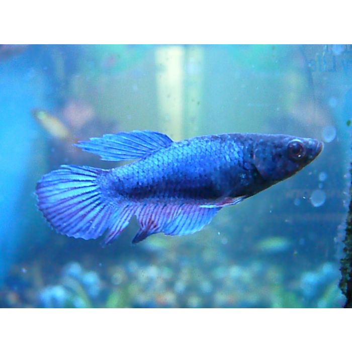 Betta Splendens Kempvis