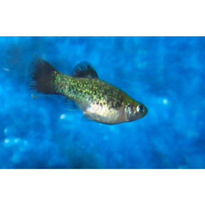 Xiphophorus Maculatus Platy Salt and Pepper