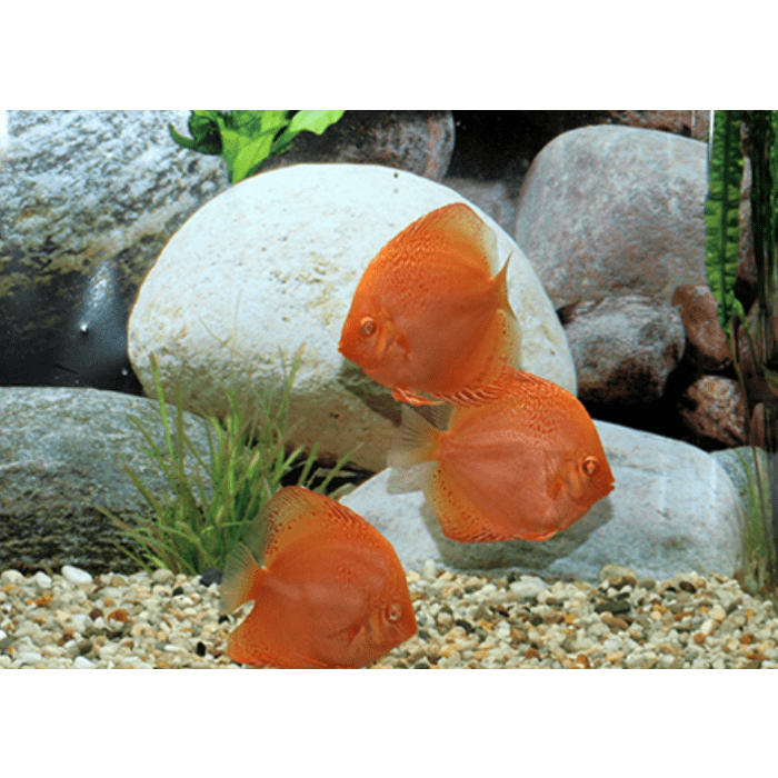 Stendker Fire Leopard Diskusfisch