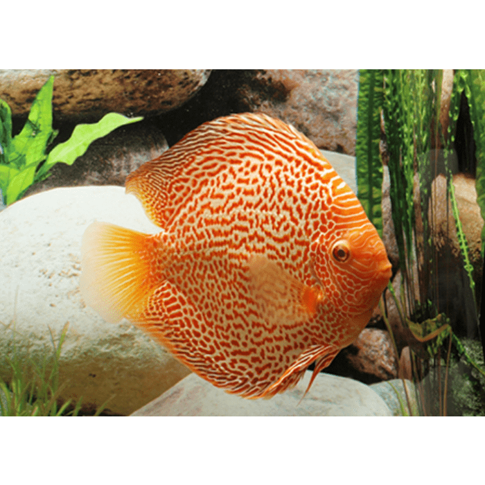 Stendker Fire Leopard Discusvis