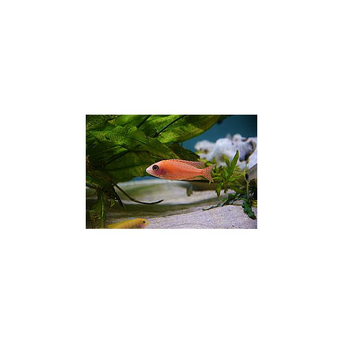 Aulonocara Fire Fish