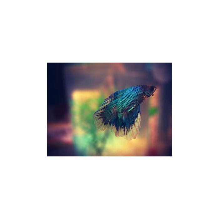 Betta Half Moon Butterfly Betta Splendens