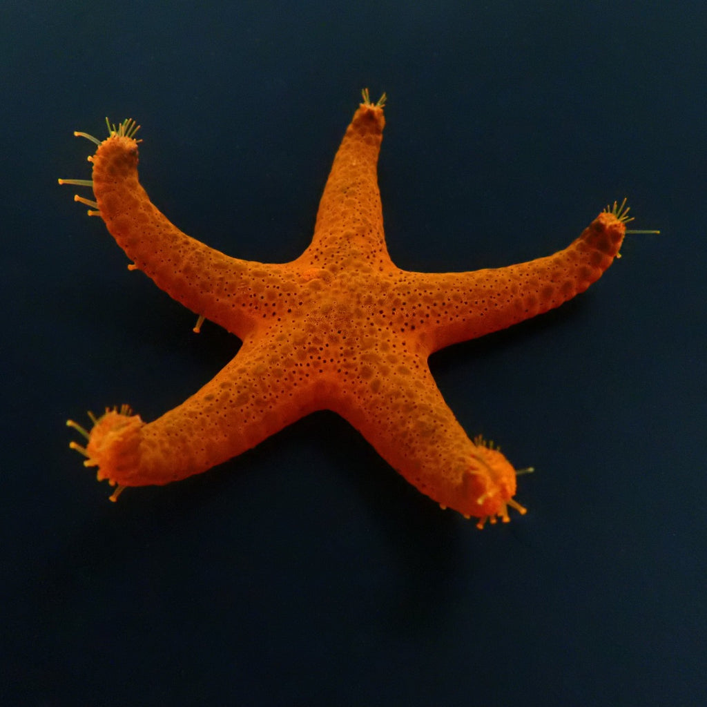 Fromia indica - Red fromia