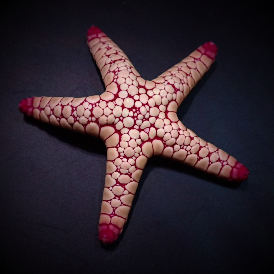 Fromia spp. - Pink tile starfish
