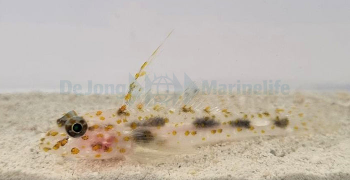 Fusigobius inframaculatus - Innerspotted sandgoby