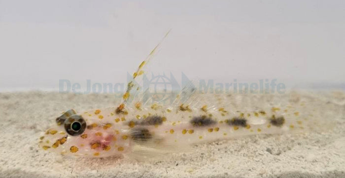 Fusigobius inframaculatus - Innerspotted sandgoby