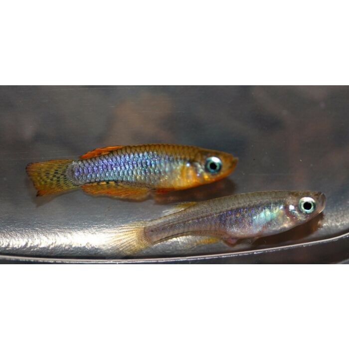 Micropanchax Camerunensis / Lichtoogje Camerunensis