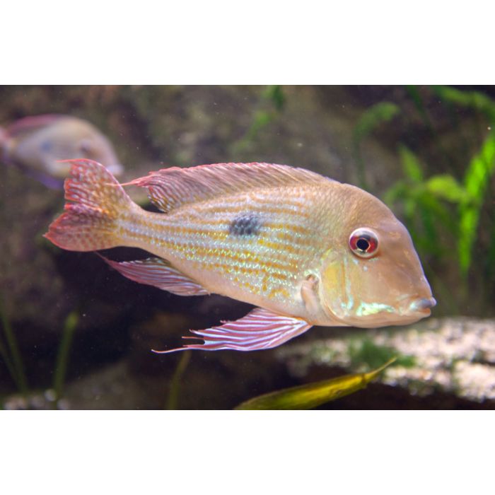 Geophagus Surinamensis / Roodstreep Aardeter