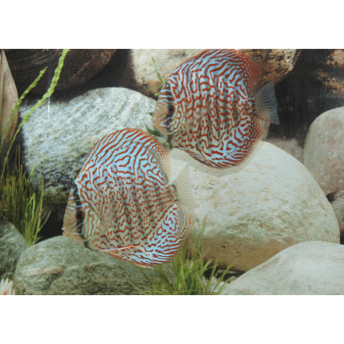 Stendker German Wonder Discusvis