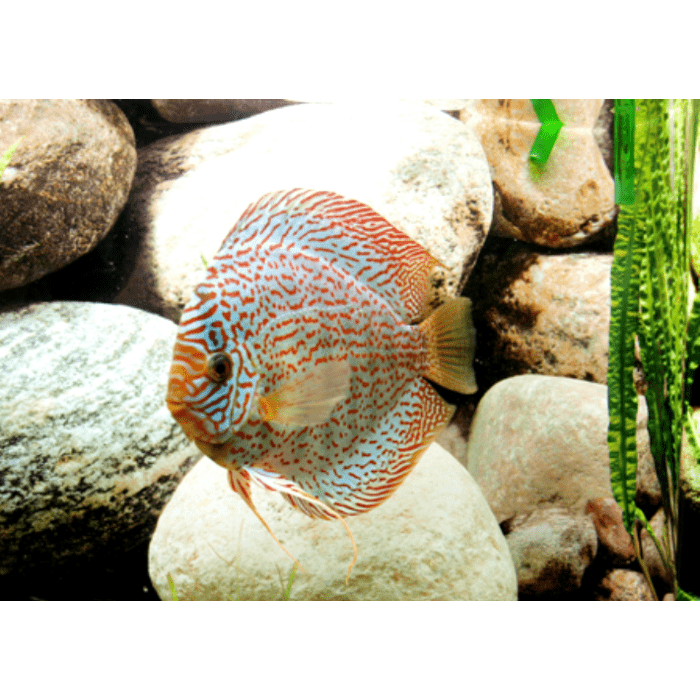 Stendker German Wonder Discusvis