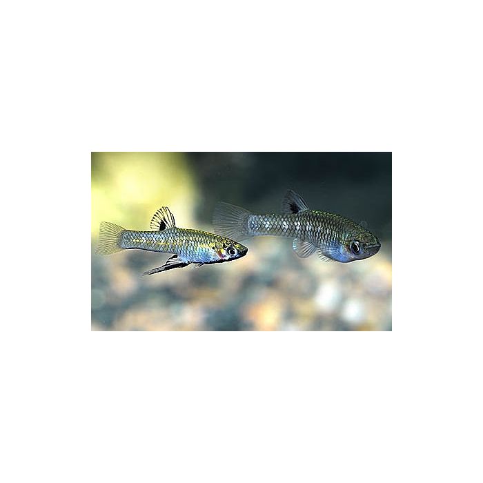 Girardinus Metallicus