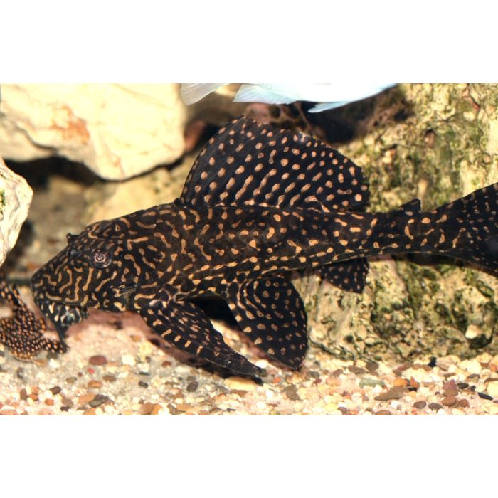 Glyptoperichthys Joselimaianus L001