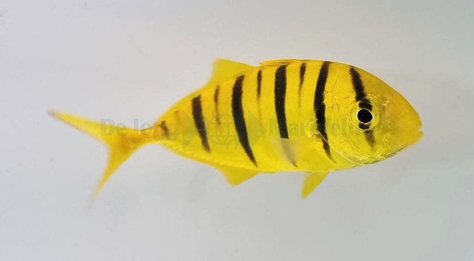 Gnathanodon speciosus - Gouden makreel (Golden trevally)