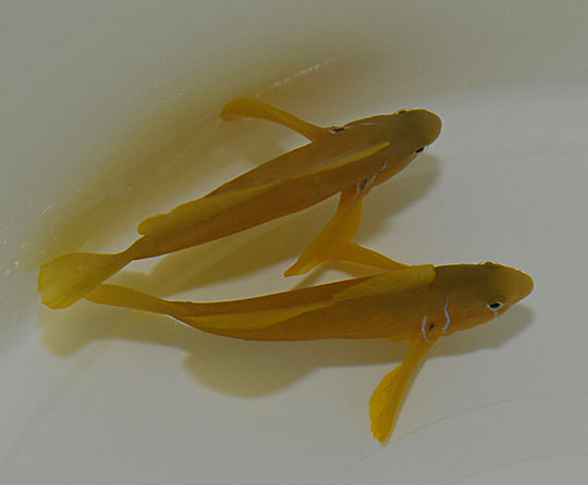 Gobiodon citrinus - Poison goby