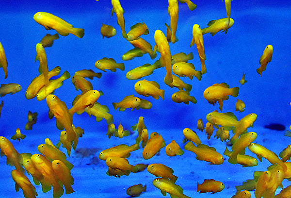 Gobiodon okinawae - Okinawa goby