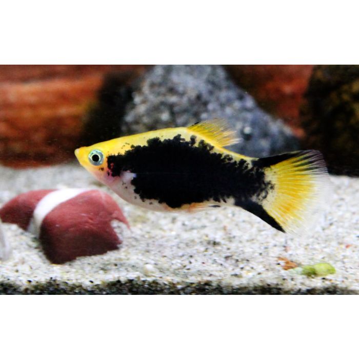 Xiphophorus Maculatus Platy Tuxedo Victory Yellow