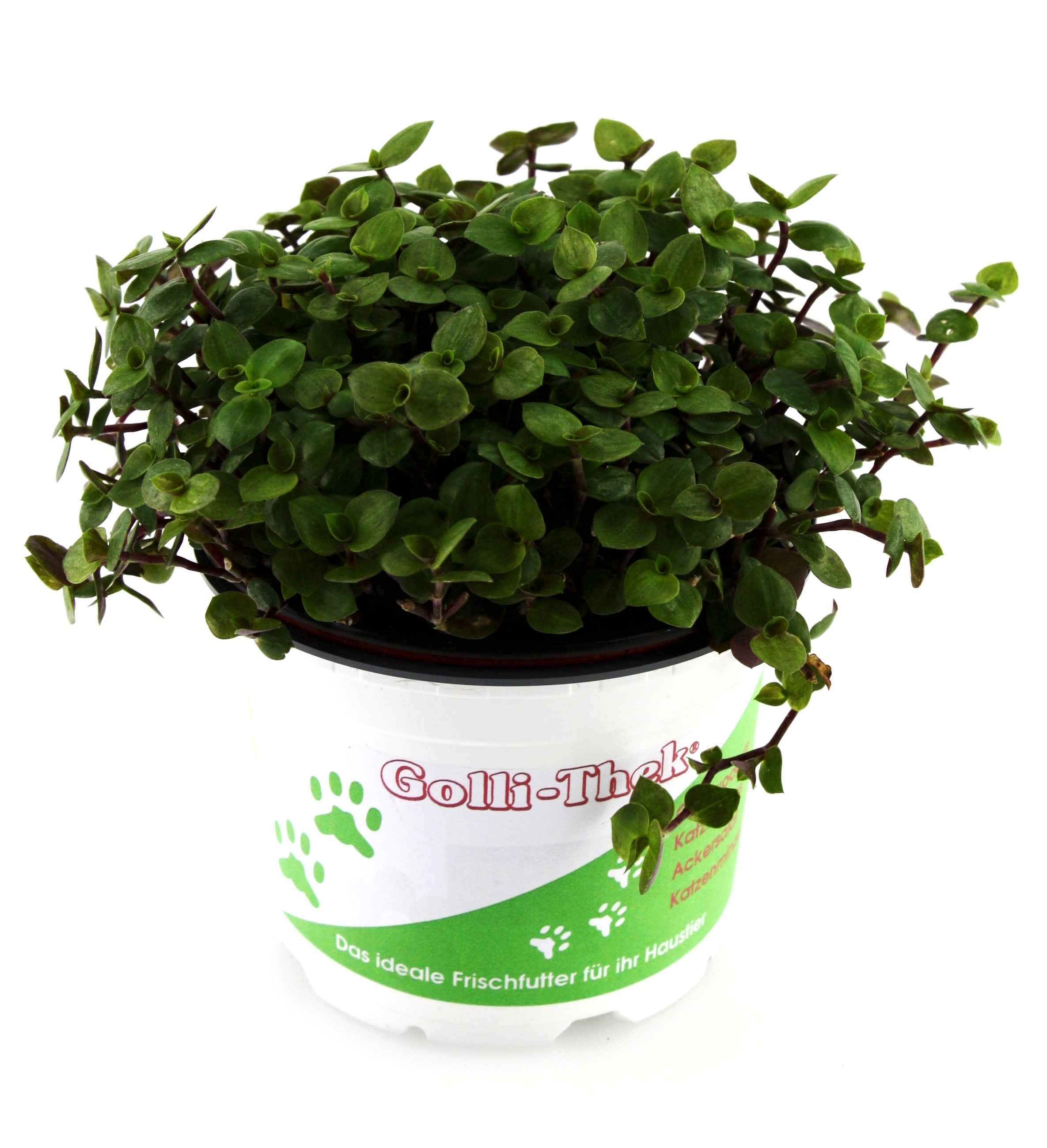 Golliwoog plant - Callisia Repens