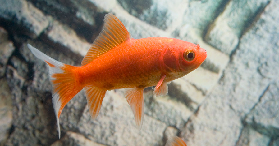 Goudvis Komeetstaart 7/10