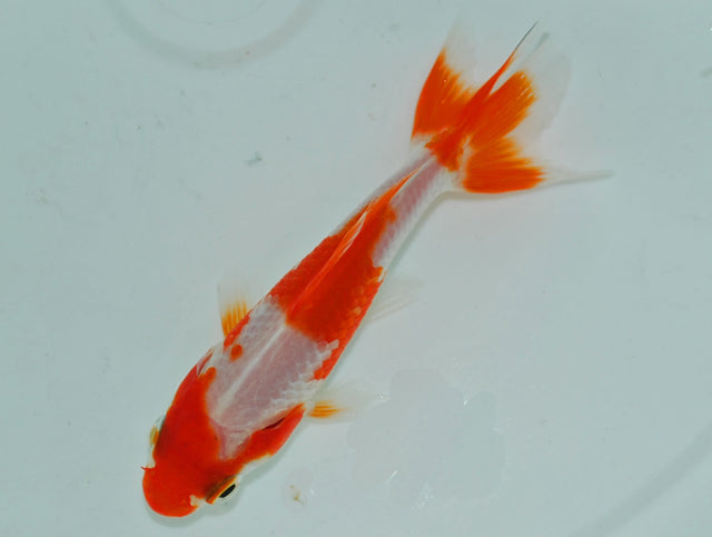 Goudvis Wakin Rood / Wit 4/7