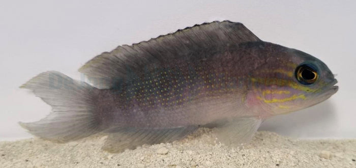 Gramma linki - Yellowlined Basslet