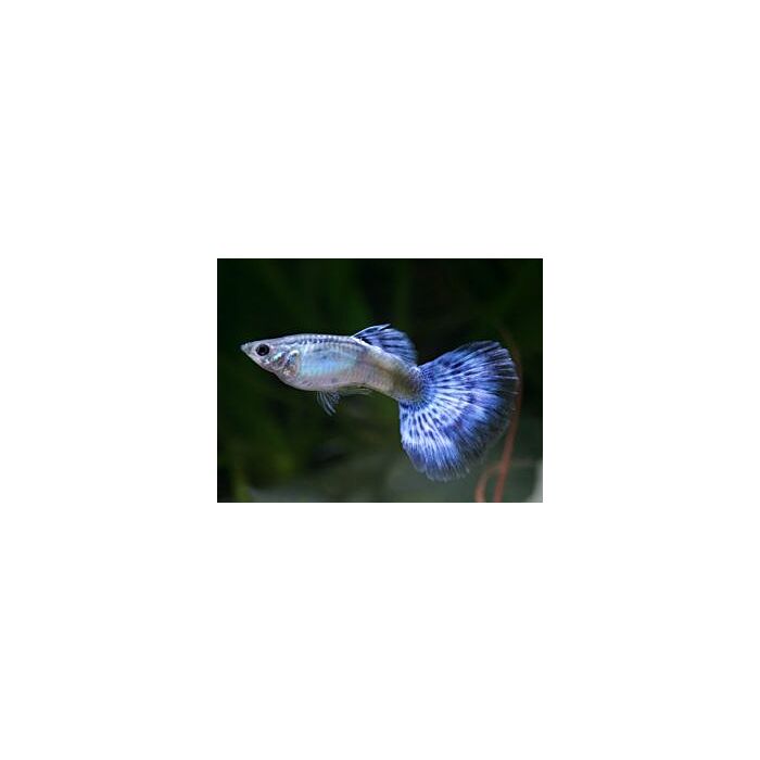 Poecilia Reticulata Gup Man Neon Blue Male M