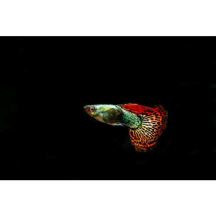 Poecilia reticulata Gup Man/vrouw Tuxedo Cobra Red