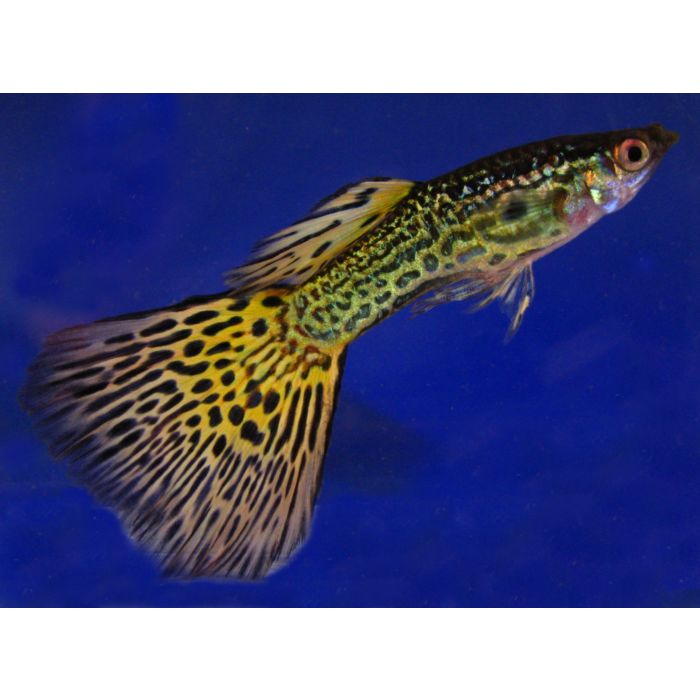 Poecilia reticulata Gup Man Green Variegated