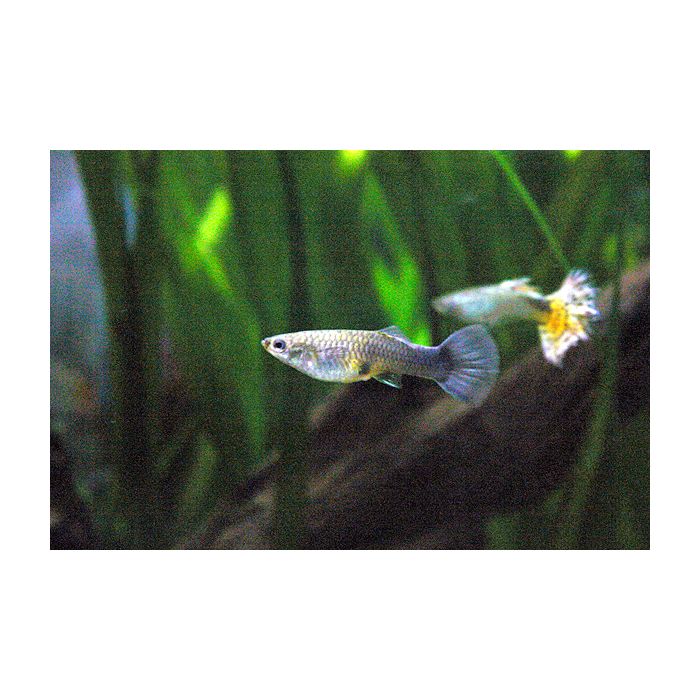 poecilia reticulata guppy man zwart