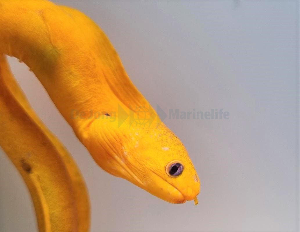 Gymnothorax melatremus