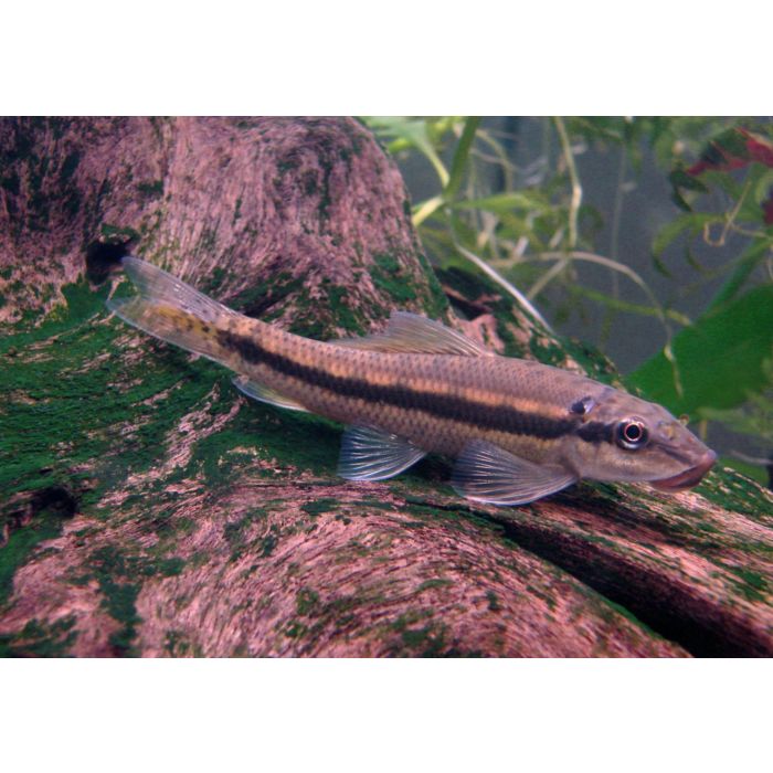 Gyrinocheilus Aymonieri / Chinese Algeneter