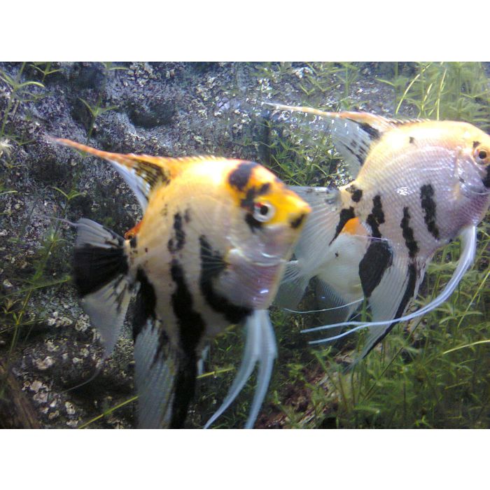 Pterophyllum scalare Maanvis Koi Goudkop