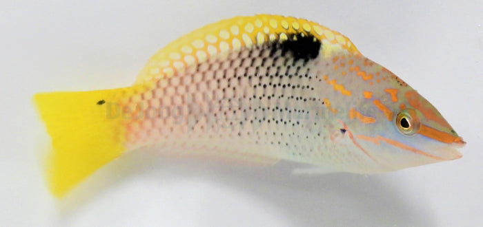 Halichoeres hortulanus - Dambord Lipvis