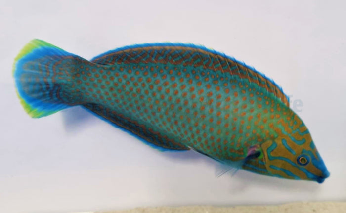 Halichoeres leucurus - Greyhead Wrasse