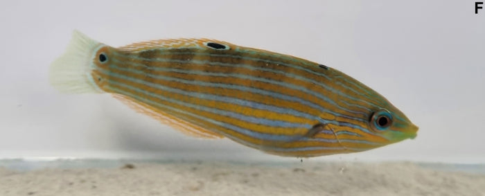 Halichoeres melanurus