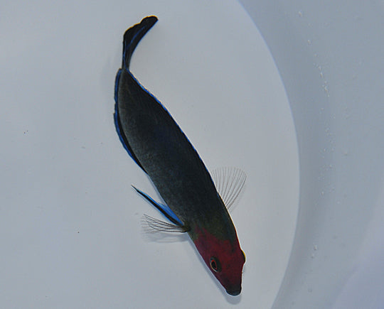 Halichoeres rubricephalus - Redhead Wasse