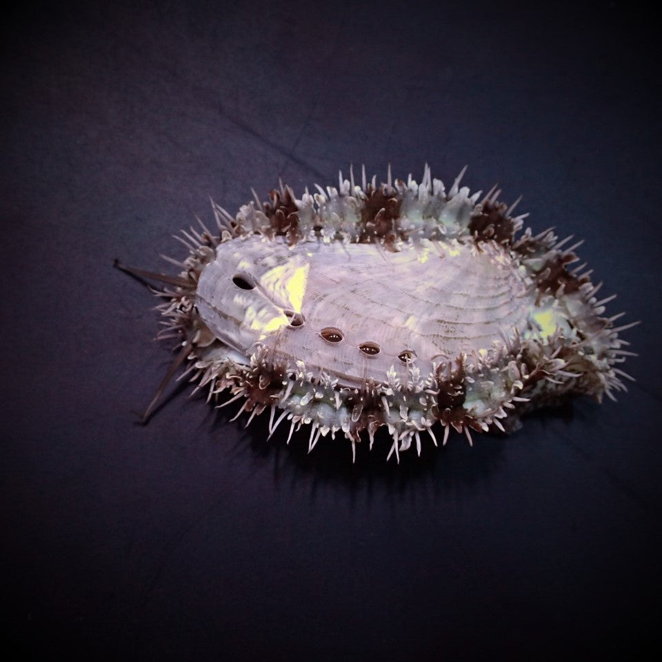 Haliotis spp. - Abalone snail assorted