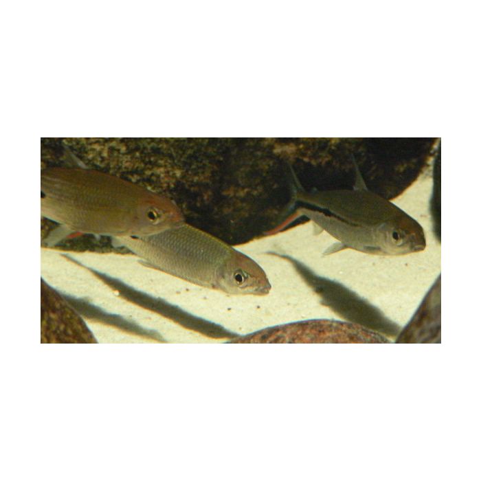 Hemiodopsis Gracilis