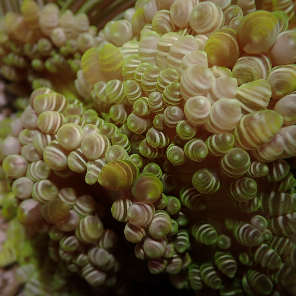 Heteractis aurora – Sandanemone