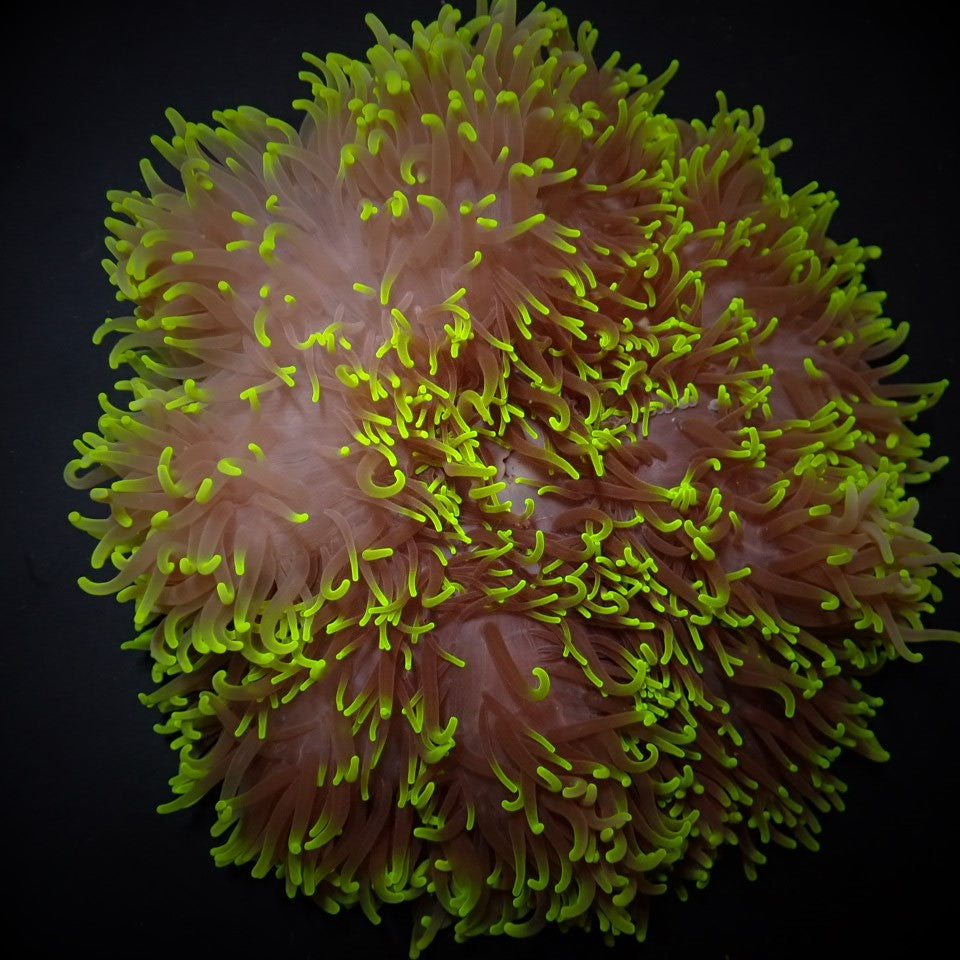 Heteractis aurora (Groen) - Sand anemone (Groen)