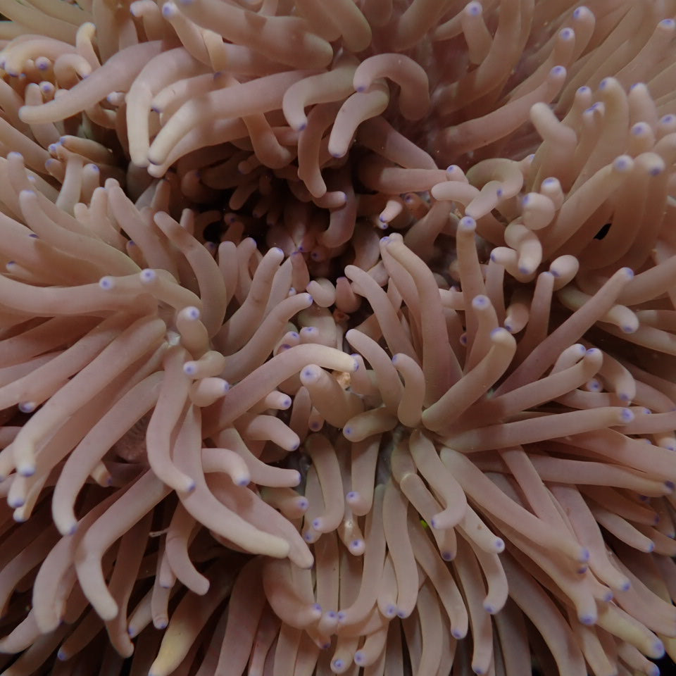 Heteractis crispa (Cream) - Sebae anemone (Cream)