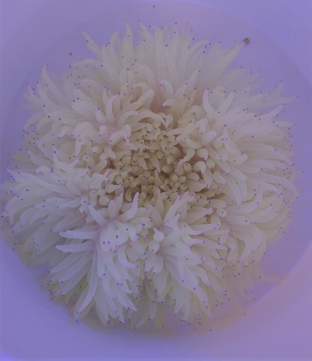 Heteractis crispa (Wit) - Sebae anemone (Wit)