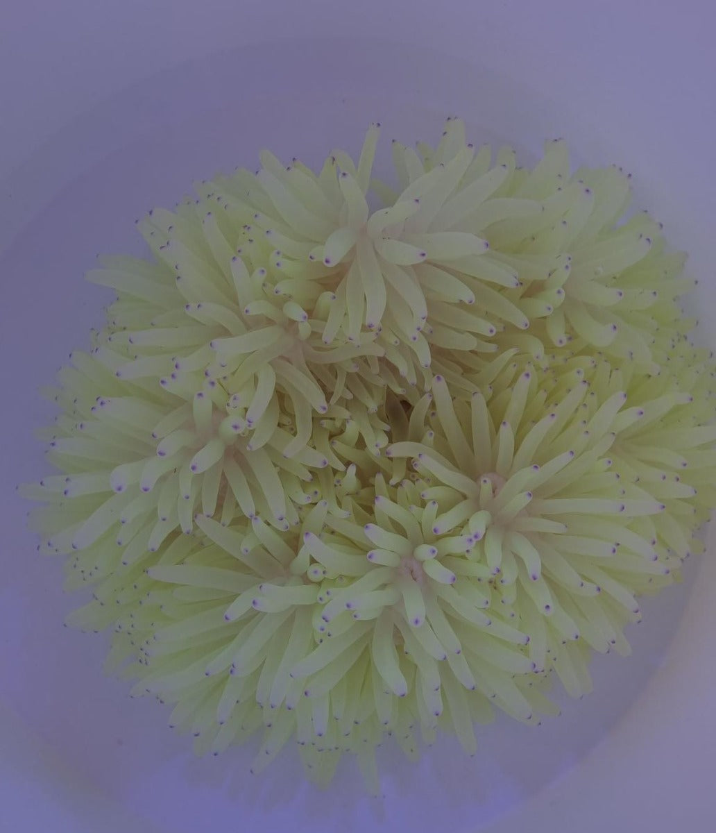Heteractis crispa (Geel) - Sebae anemone (Geel)