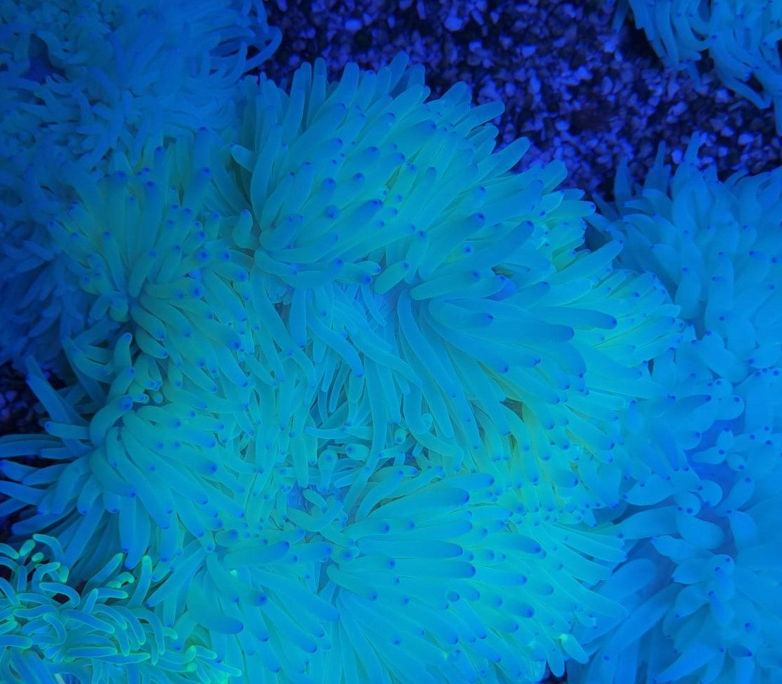 Heteractis crispa (Geel) - Sebae anemone (Geel)