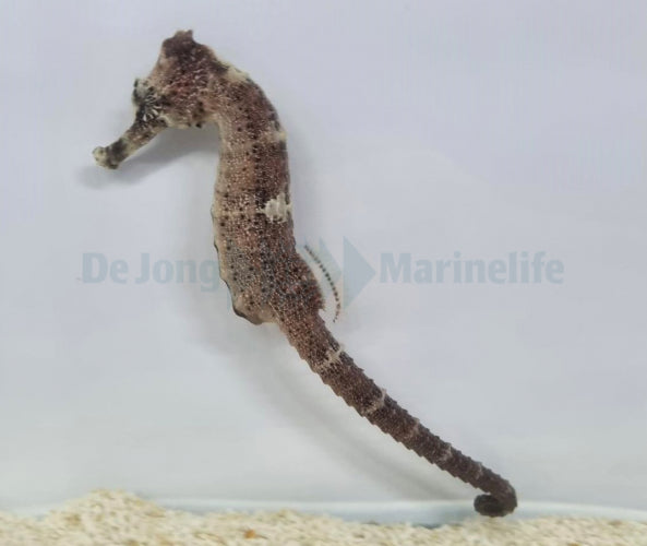 Hippocampus reidi - Braziliaans Zeepaardje