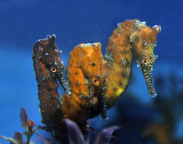 Hippocampus elongatus