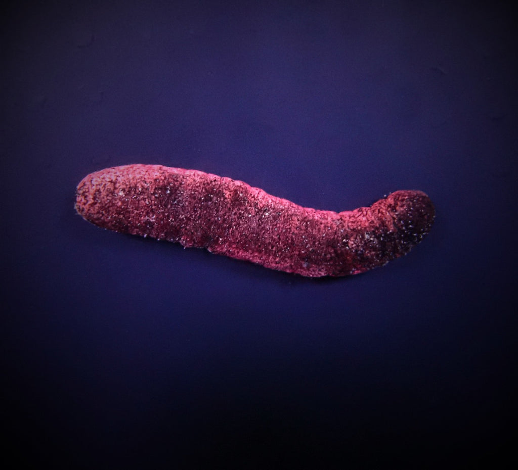 Holothuria edulis - Roze & Zwarte Zeekomkommer