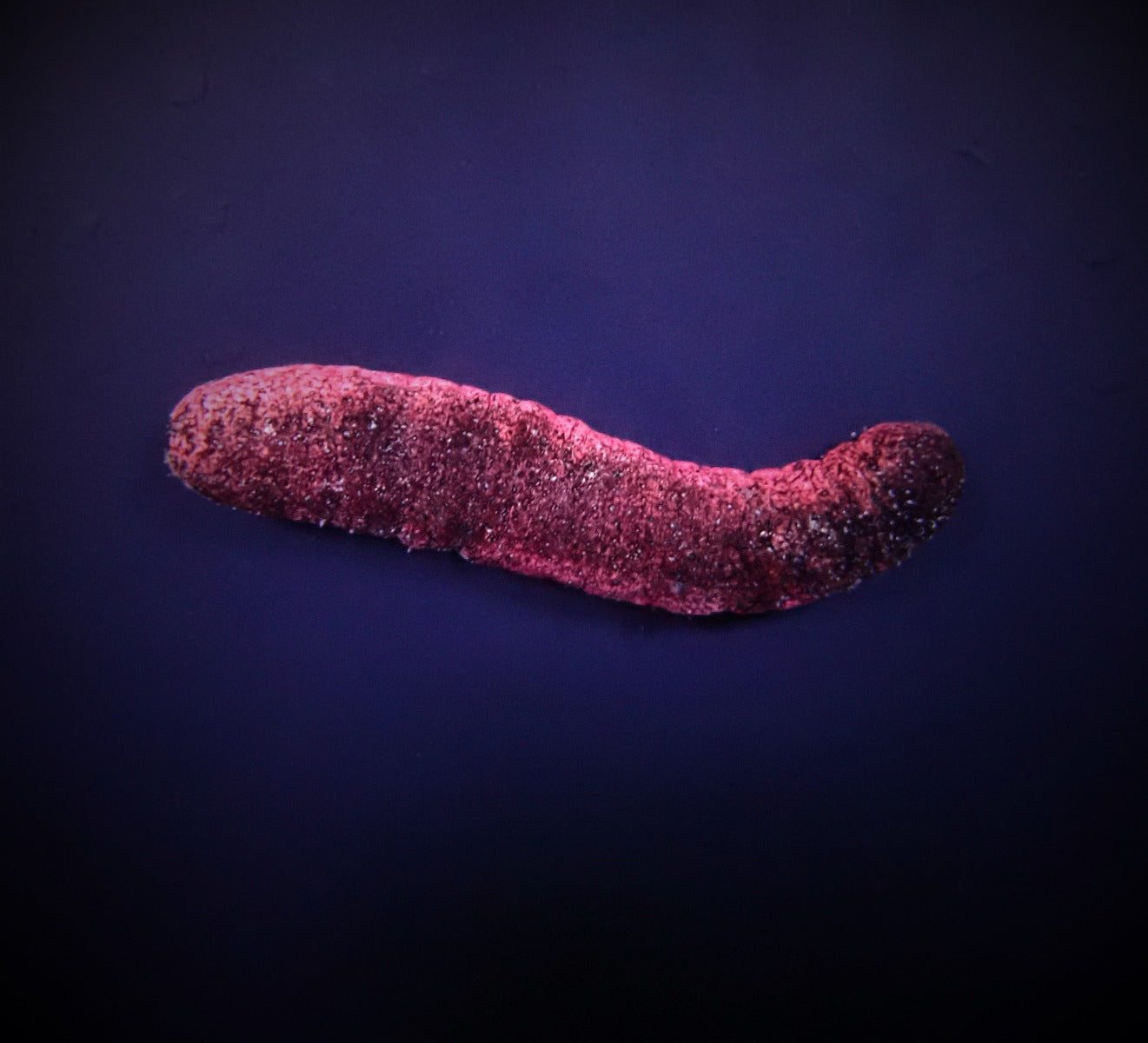 Holothuria edulis - Rosa &amp; Schwarze Seegurke