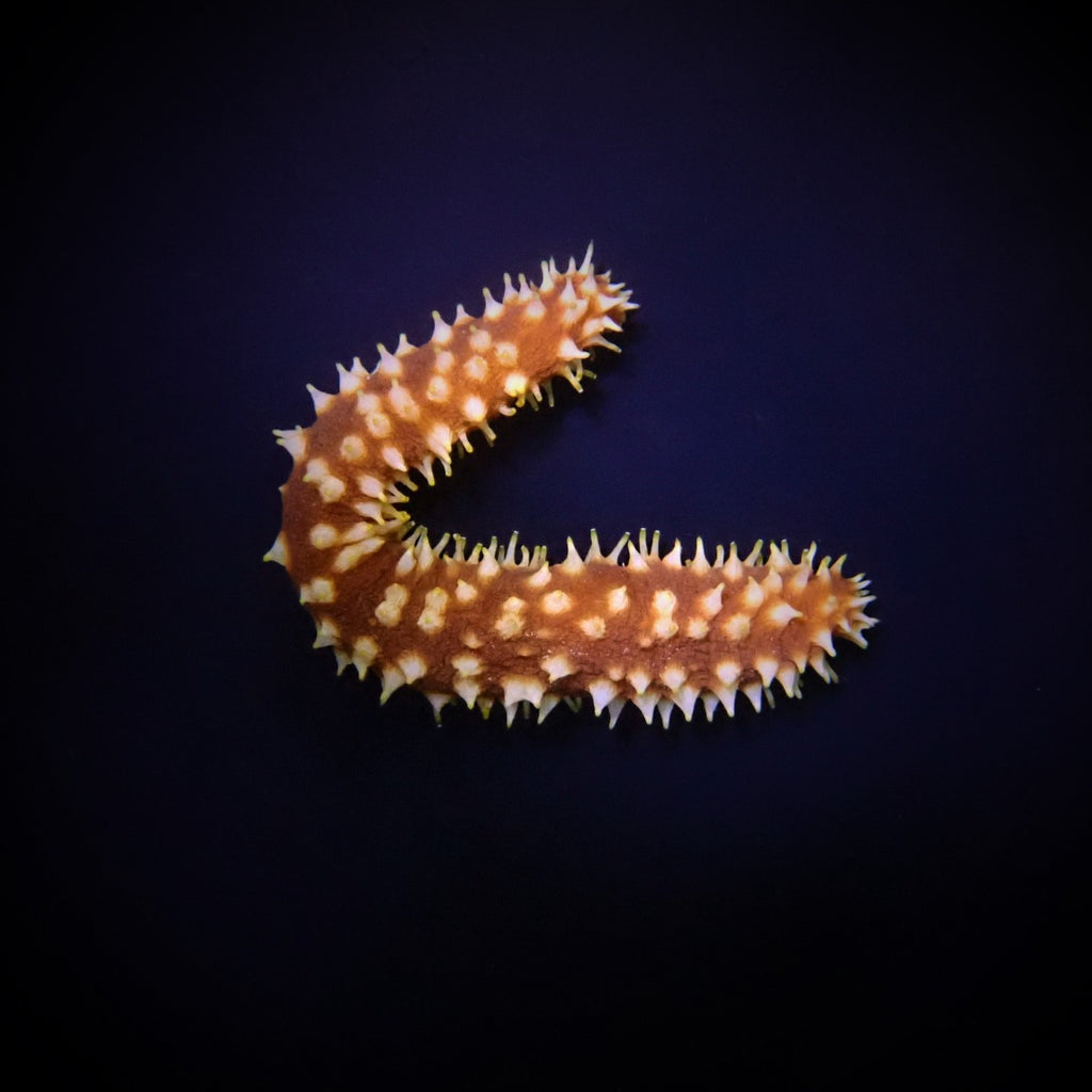 Holothuria (Mertensiothuria) hilla - Tijgerstaart Zeekomkommer